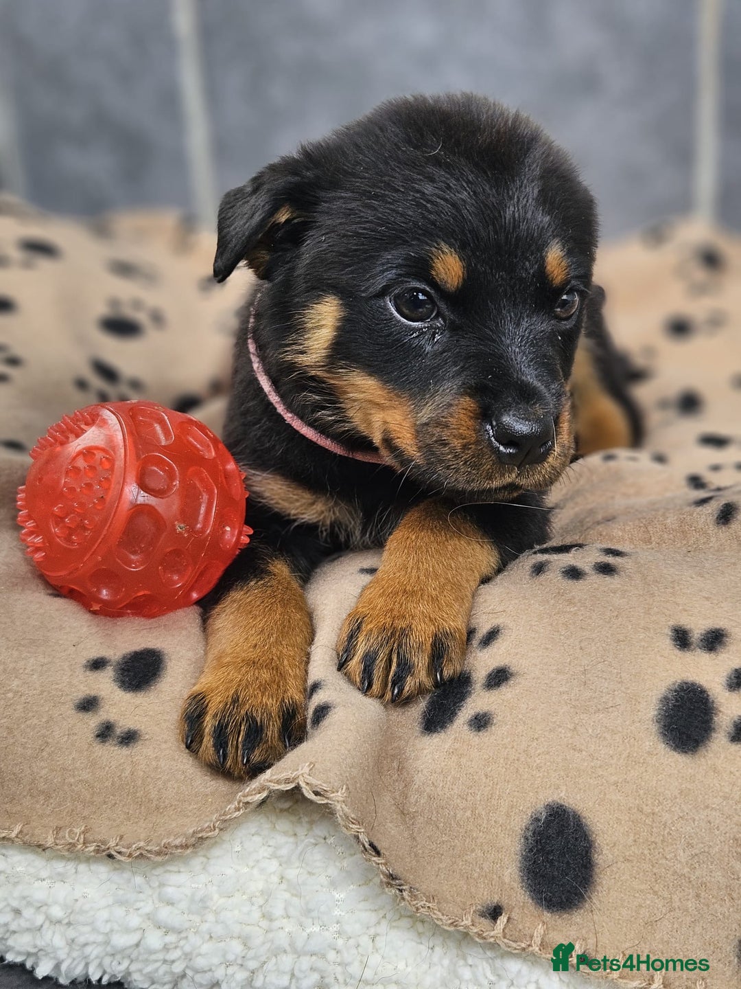 Rottweiler dogs for sale: Stunning Rottweiler puppys - Image 3