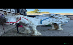 KWPN horses for sale: Judy the little pally and white  - Image 1