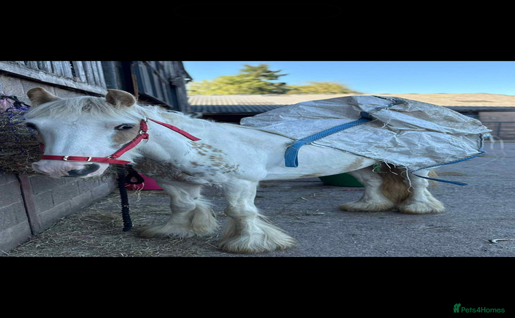 KWPN horses - Advert 1