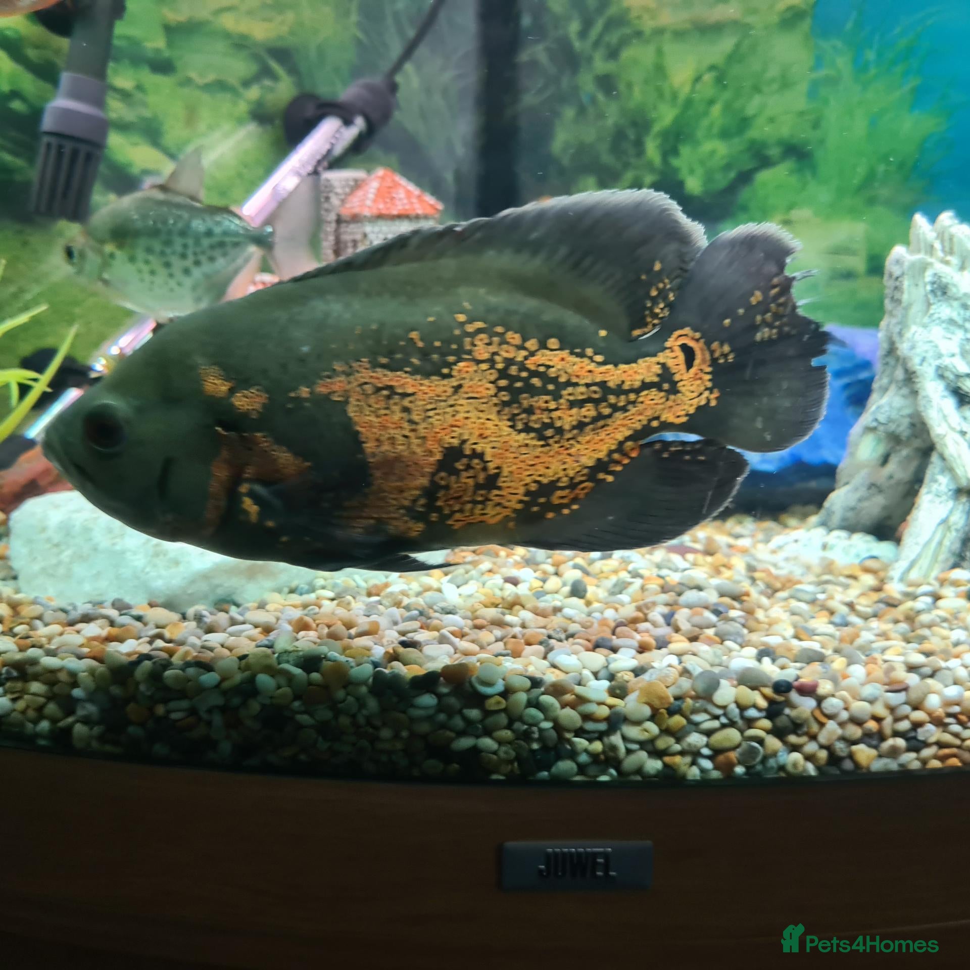 Cichlids fish Breeding Pair of Tiger Oscars - Advert 2