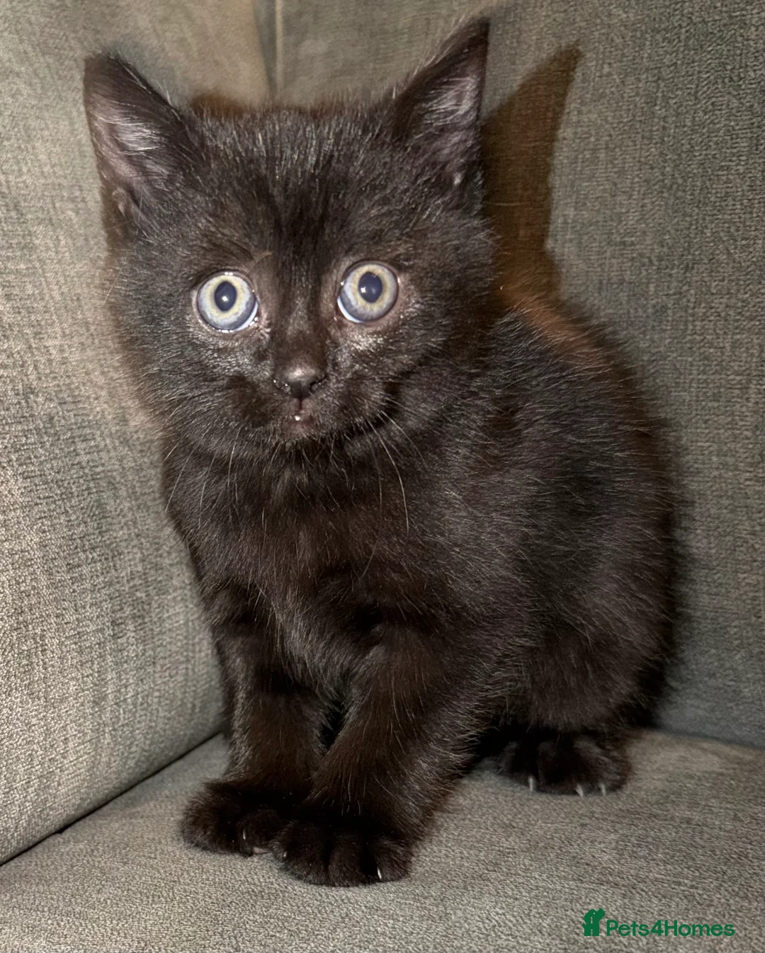 British Shorthair cats for sale: British shorthair kittens  - Advert 5