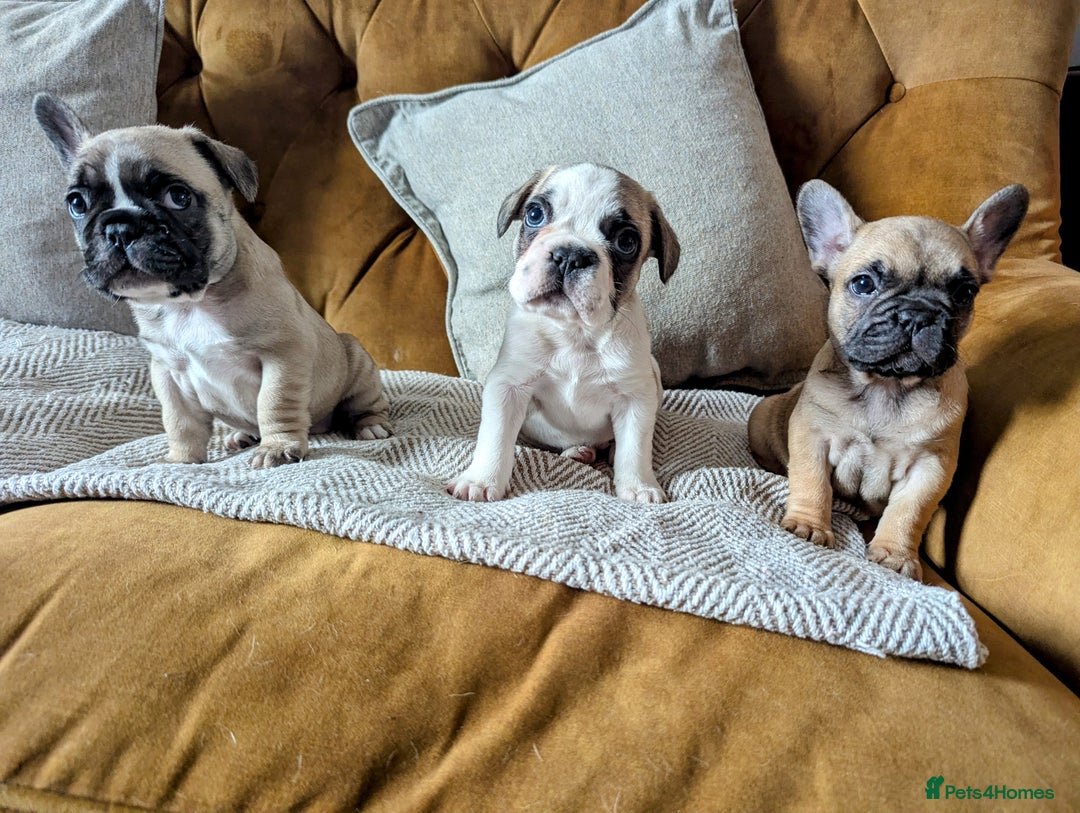 French Bulldog dogs for sale: REDUCED Adorable French Bulldog Puppies  - Image 10