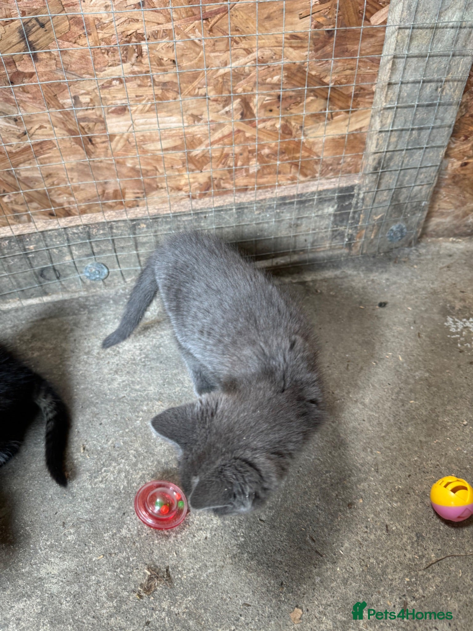 British Shorthair cats Kittens for sale - Advert 2