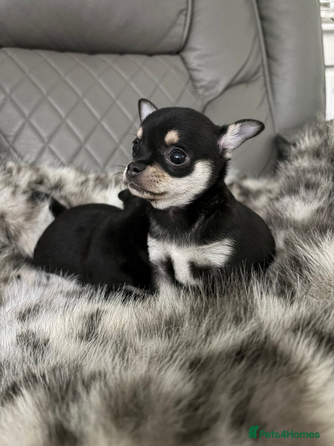 Chihuahua dogs for sale: Chihuahua puppies for sale  - Advert 1