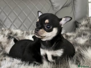 Chihuahua dogs Chihuahua puppies for sale - Advert 7