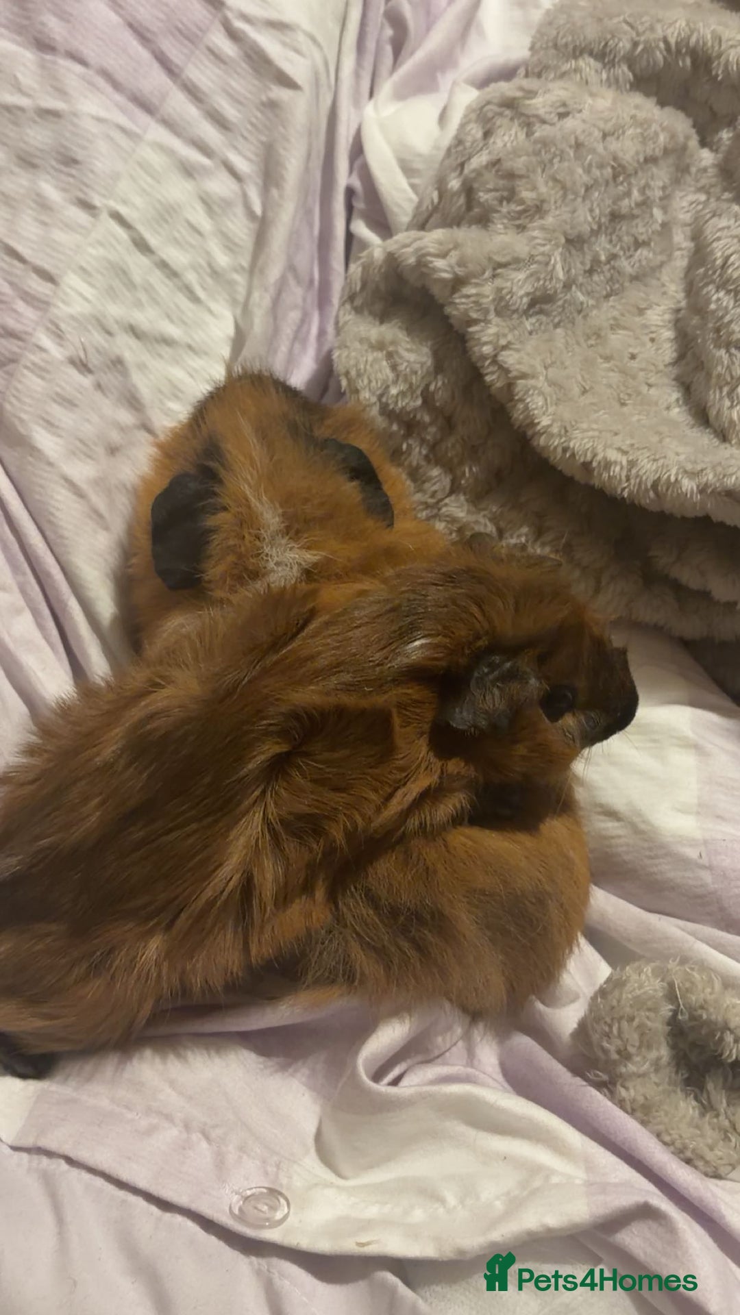 Guinea Pig rodents for sale: Two male boar guinea pigs - Advert 2