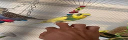 Budgerigars birds for sale: Hand Tame Baby Budgies - Advert 8