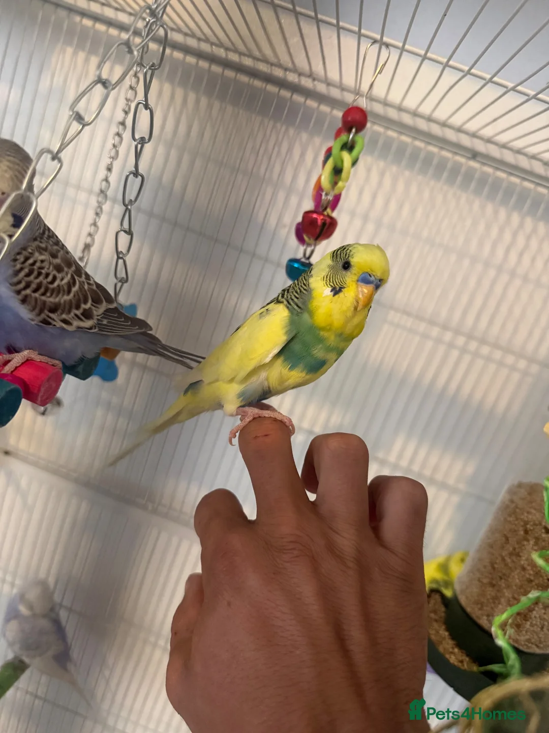 Budgerigars birds for sale: Hand Tame Baby Budgies - Advert 8