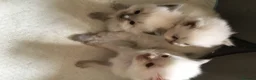 Ragdoll cats for sale: Beautiful Pure Ragdoll kittens - Advert 9