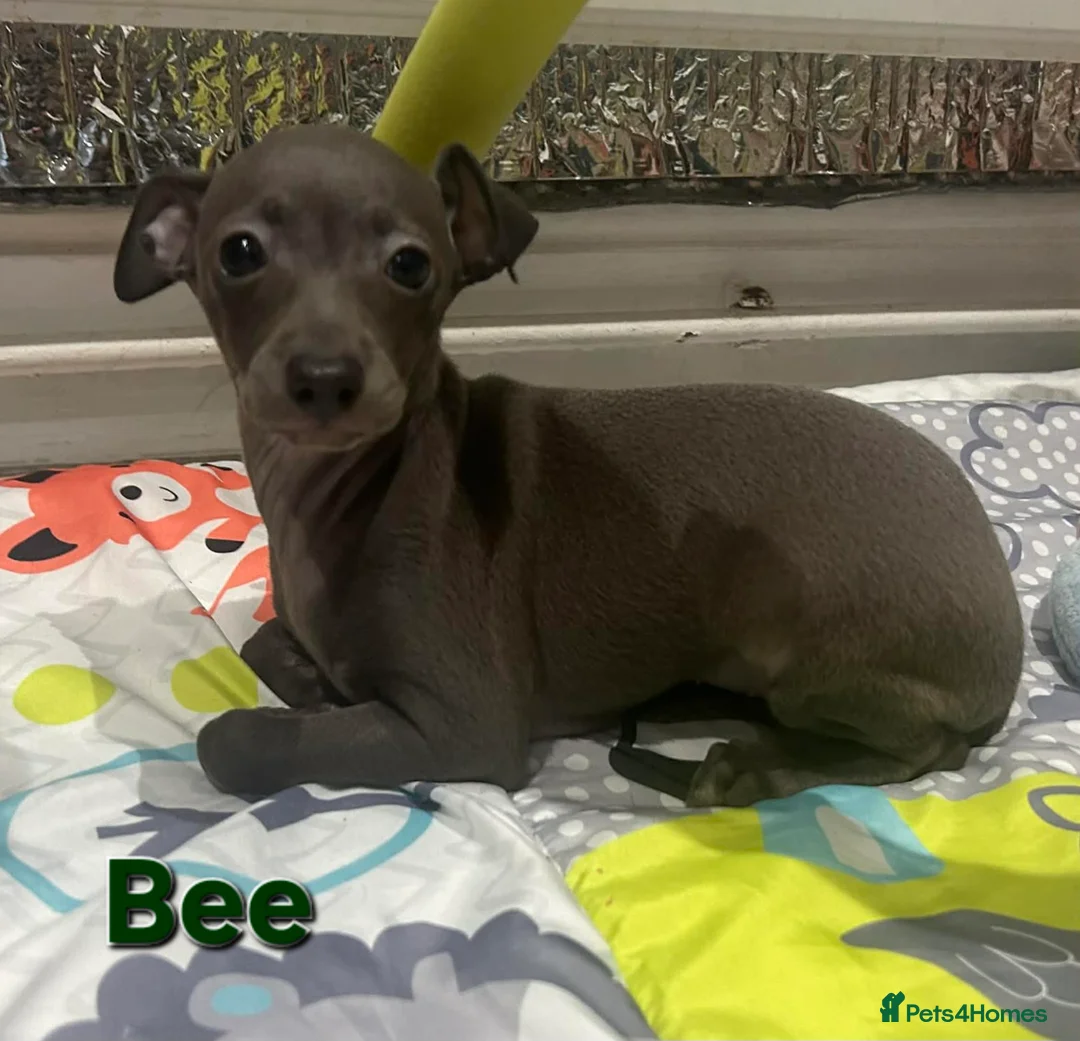 Italian Greyhound dogs for sale: 20 th feb KC reg quality  Just 1 blue boy & girl - Advert 14