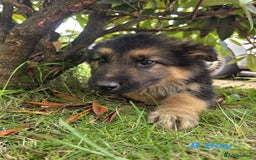 German Shepherd dogs for sale: Beautiful German shepherd puppies  - Image 23