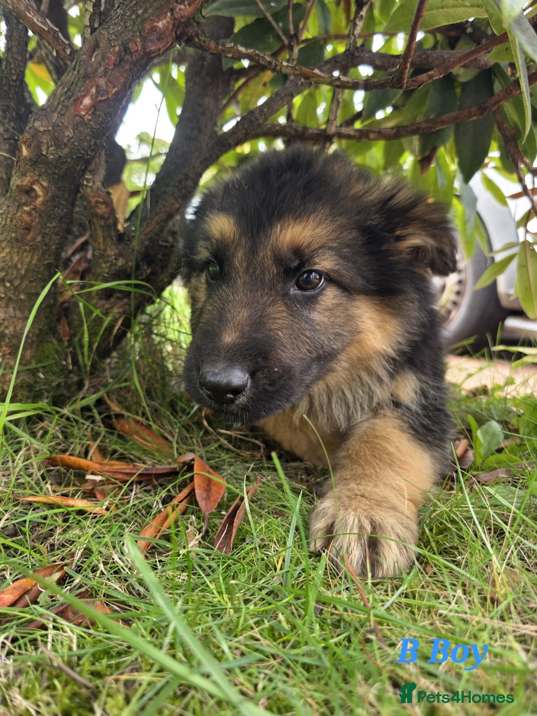 German Shepherd dogs for sale: Beautiful German shepherd puppies  - Image 23