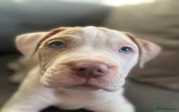 American Bulldog dogs for sale: Casey  - Image 3