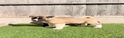 Akita dogs for sale: American Akita puppy’s for sale - Advert 6