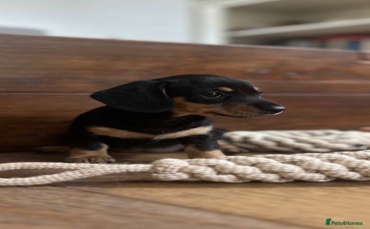 Miniature Dachshund dogs - Advert 5