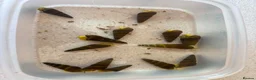 Snails fish for sale: Sulawesi Snail in Nottingham - Advert 1
