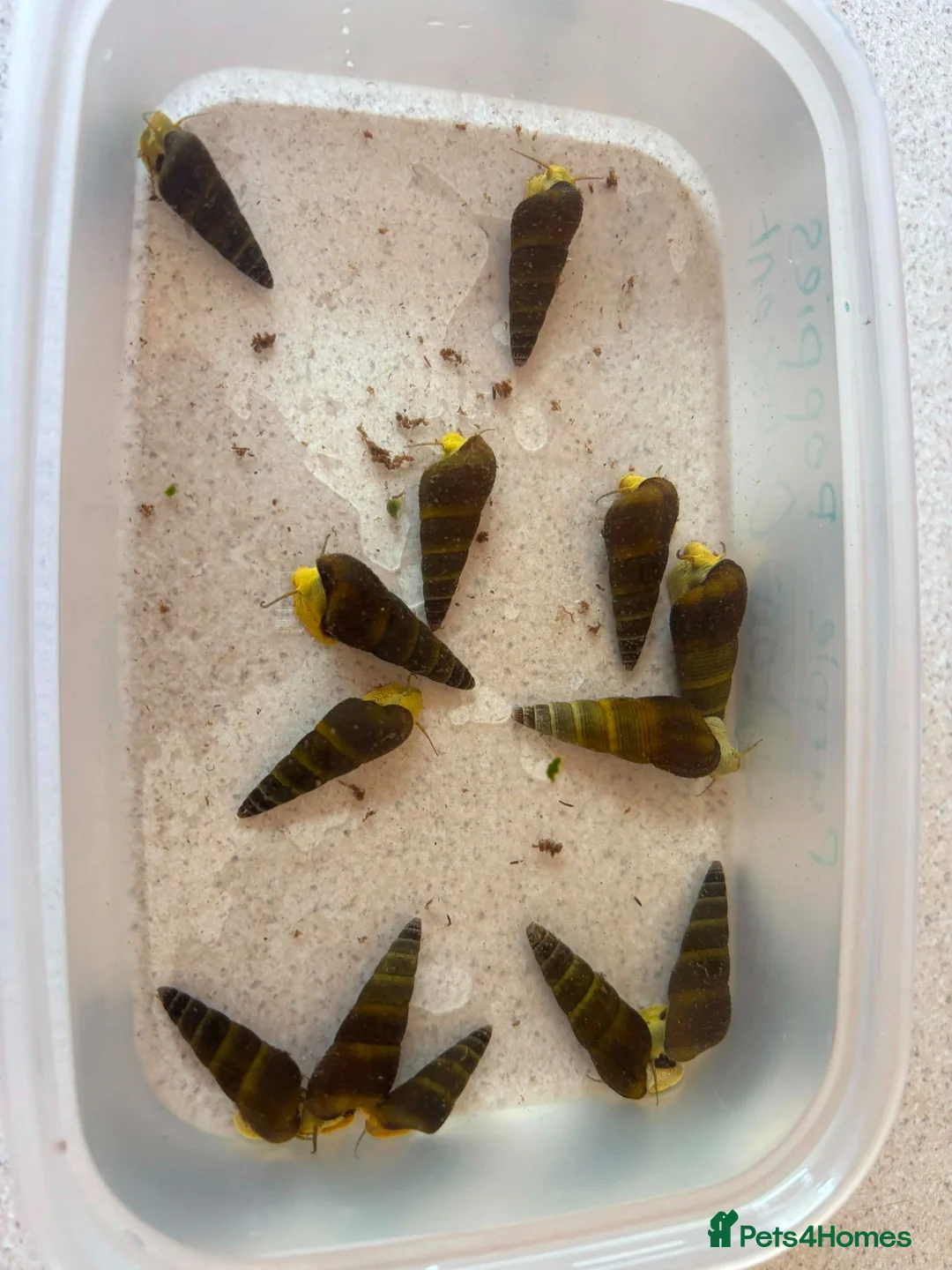 Snails fish for sale: Sulawesi Snail in Nottingham - Advert 1