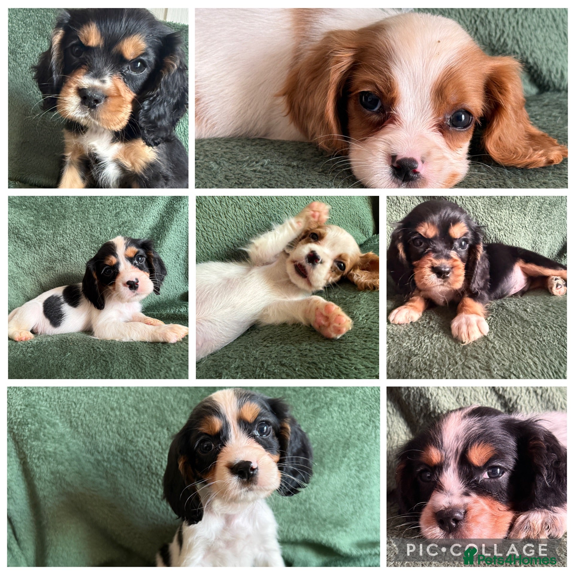 Cockalier dogs Beautiful, health tested cockalier puppies.  - Advert 2