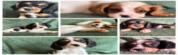 Cockalier dogs for sale: Beautiful, health tested cockalier puppies.  - Advert 1