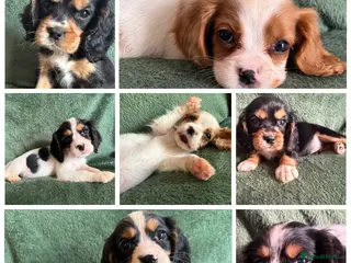 Cockalier dogs Beautiful, health tested cockalier puppies. - Advert 2