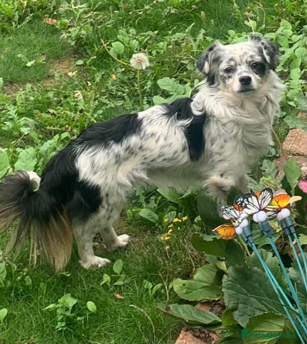 Mixed Breed dogs for adoption: Bodhi - Advert 1
