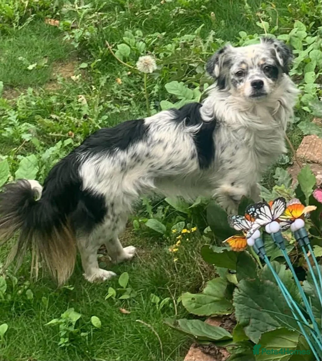 Mixed Breed dogs for adoption: Bodhi in Sutton - Advert 1
