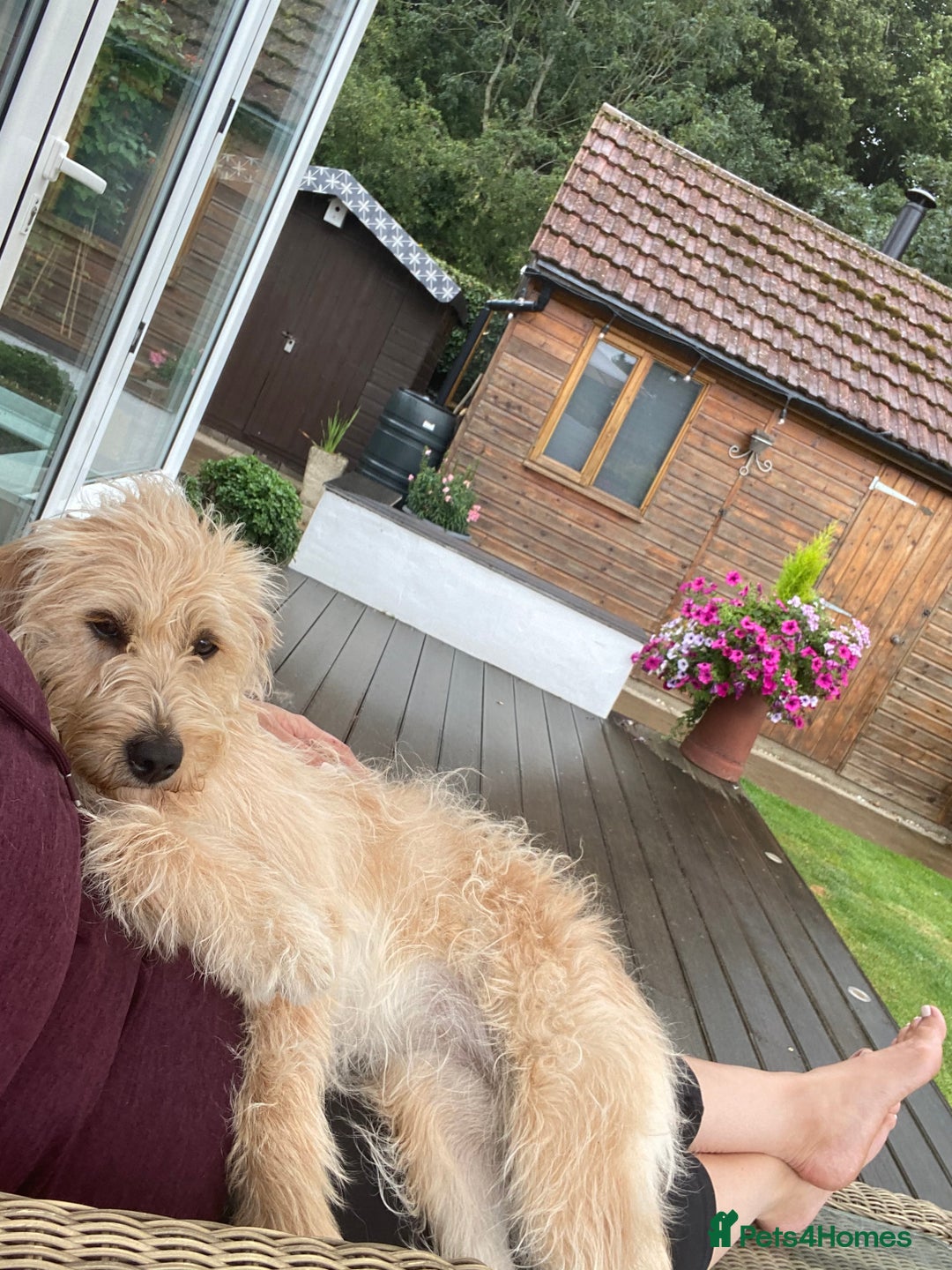 Labradoodle dogs for sale: 🌟 Beautiful Darcy — Yellow Labradoodle 🌟 - Image 5