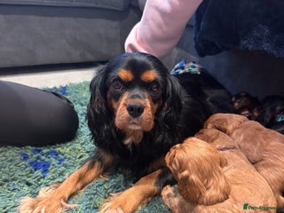 Cavalier King Charles Spaniel dogs KC Cavalier King Charles spaniels - Advert 2