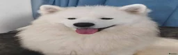 Samoyed dogs for stud: Samoyed for stud - Advert 4