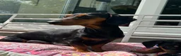 Jackshund dogs for sale: Adorable Dachshund x Jack Russell Puppies  - Advert 19