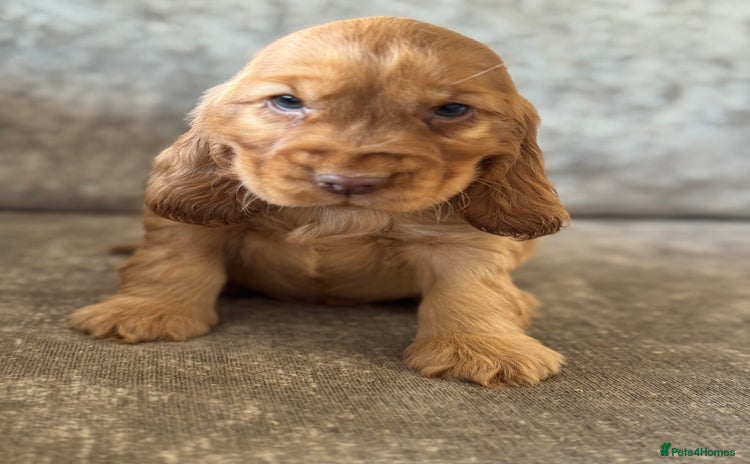 Cocker Spaniel dogs for sale - Advert 1