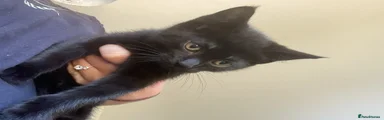 Mixed Breed Kitten 1