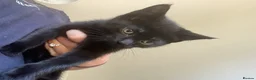 Mixed Breed cats for sale: Ready for new homes now  - Advert 1