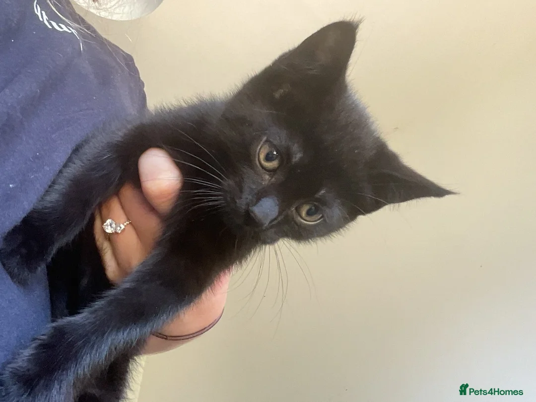 Mixed Breed cats for sale: Ready for new homes now  - Advert 1