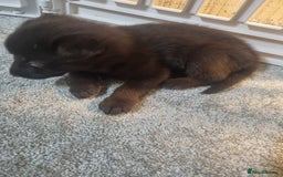 German Shepherd dogs for sale: German shepard pups - Image 9