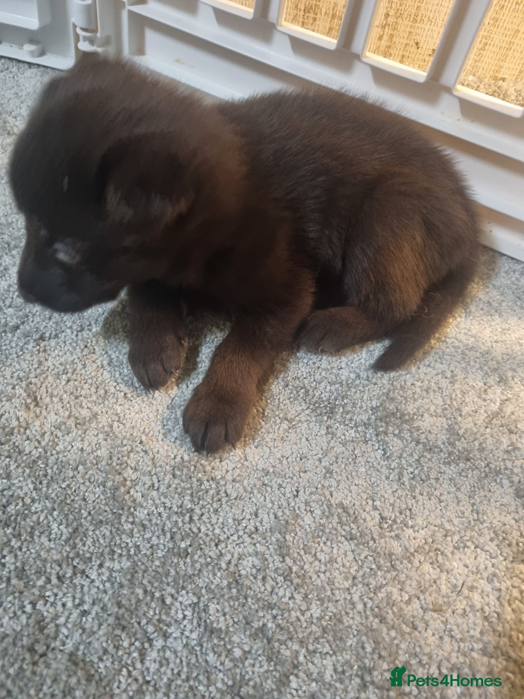 German Shepherd dogs for sale: German shepard pups - Image 9