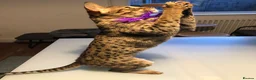 Savannah cats for sale: Stunning f3c female savannah  - Advert 7