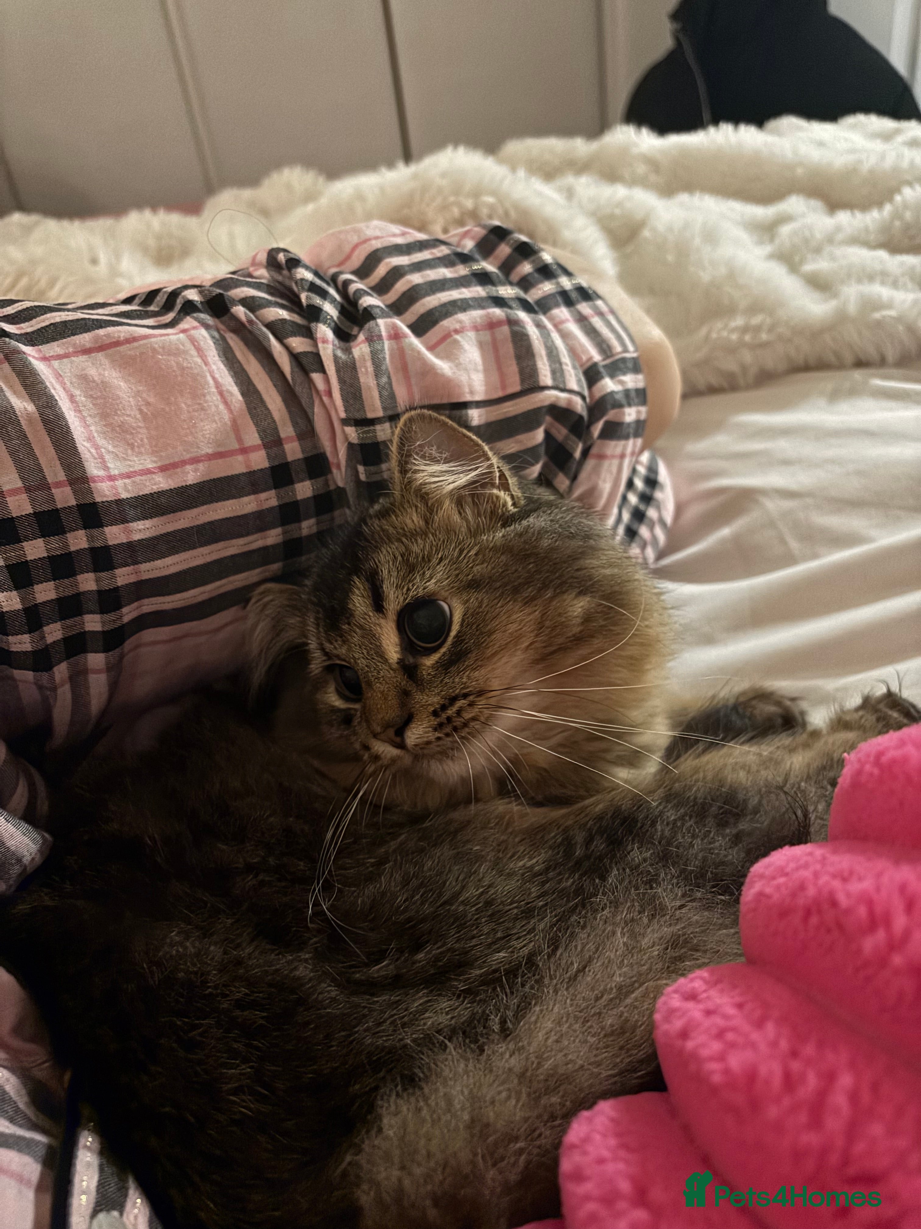 British Longhair cats 6-Month Male Scottish Long Hair/ Domestic Cat - Advert 3