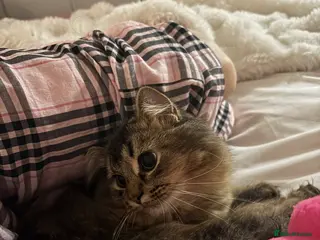 British Longhair cats 6-Month Male Scottish Long Hair/ Domestic Cat - Advert 7