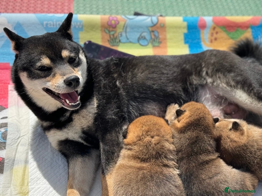 Japanese Shiba Inu dogs for sale: Chunky Mame Shiba Inu with NMSA Certificate - Image 9