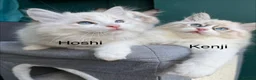 Ragdoll cats for sale: WORLD BEATIFUL RAGDOLL KITTEN / FIFE - Advert 22
