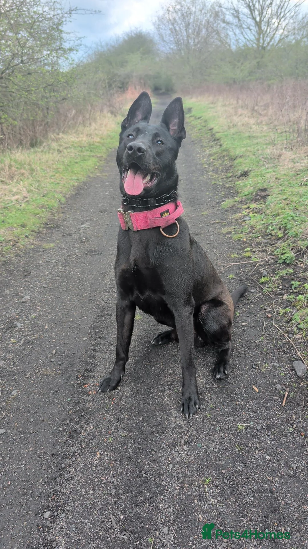 Mixed Breed dogs for stud: Mali x hurder stud in Durham - Advert 1