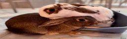 Mini Lop rabbits for sale: Mini lop bunnies - Advert 19