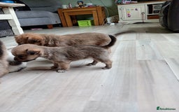 Mixed Breed dogs for sale: Patterdale mix - Image 3