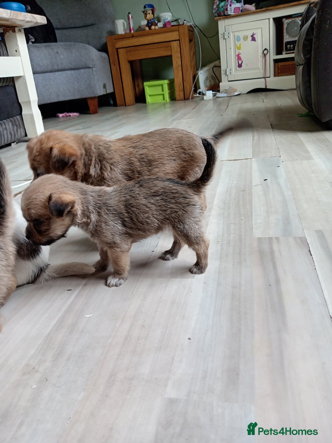 Mixed Breed dogs for sale: Patterdale mix - Image 3