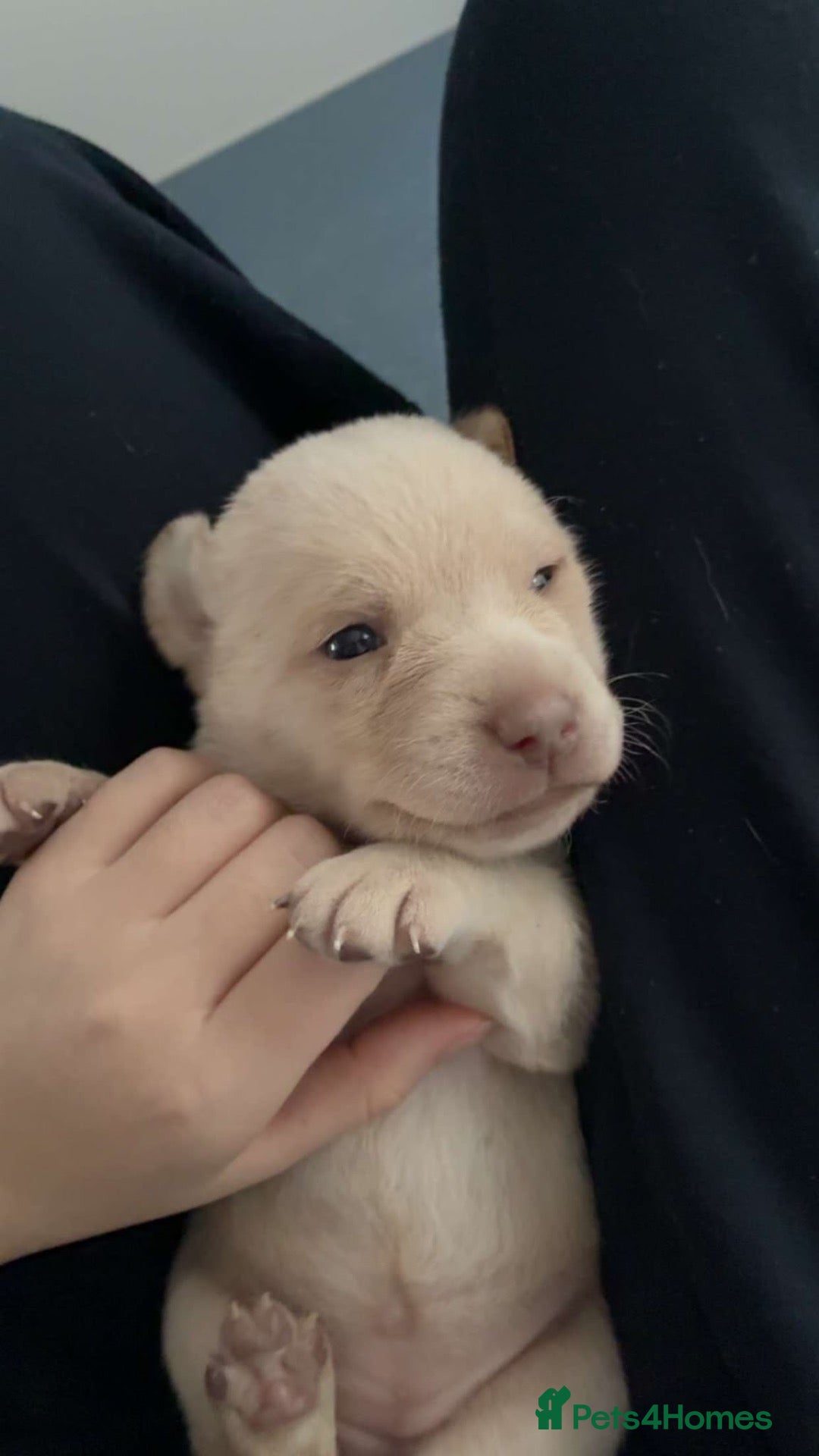 Labrador Retriever dogs KC health tested 2females left,champagne & silver  - Advert 15