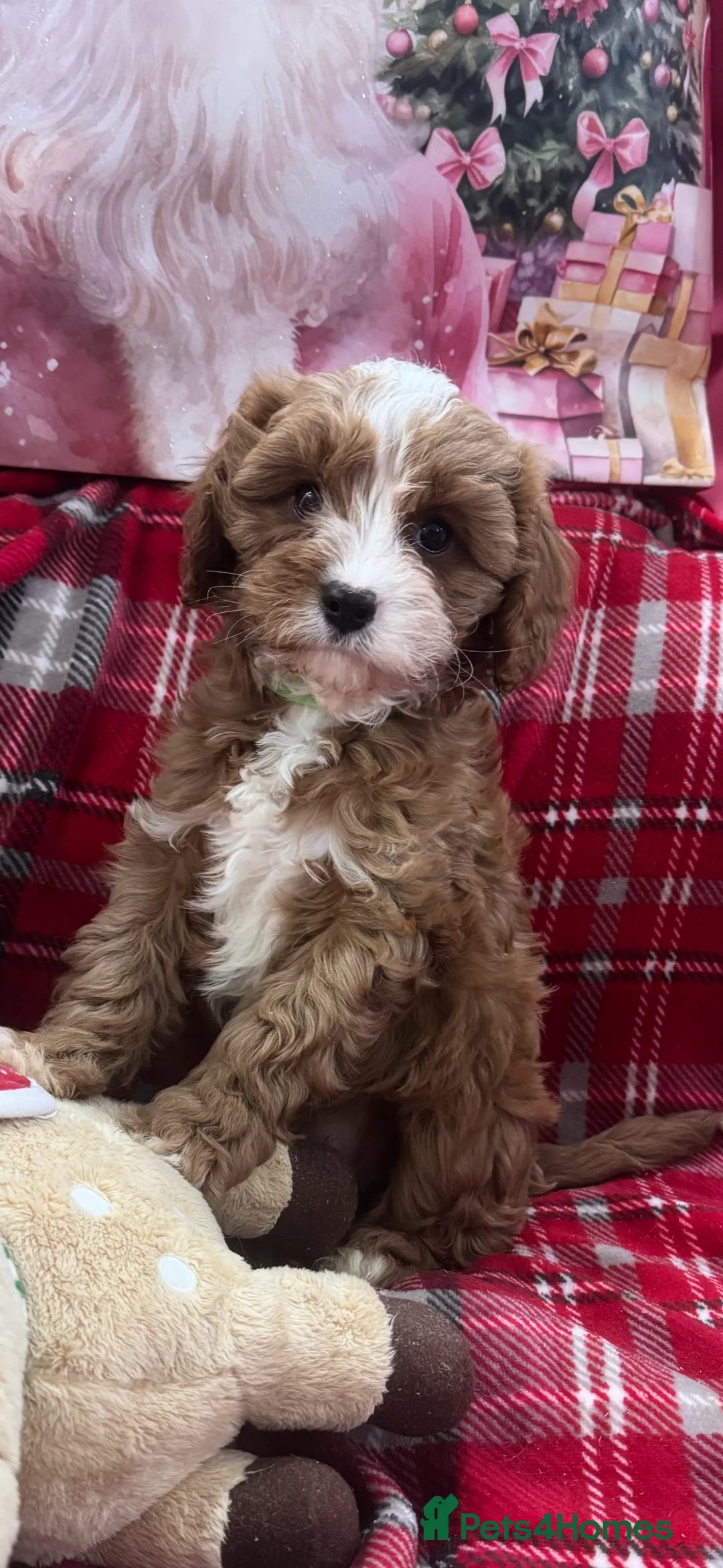 Cavapoo dogs for sale: Cavapoo boy pups ready now 🏡 - Advert 15