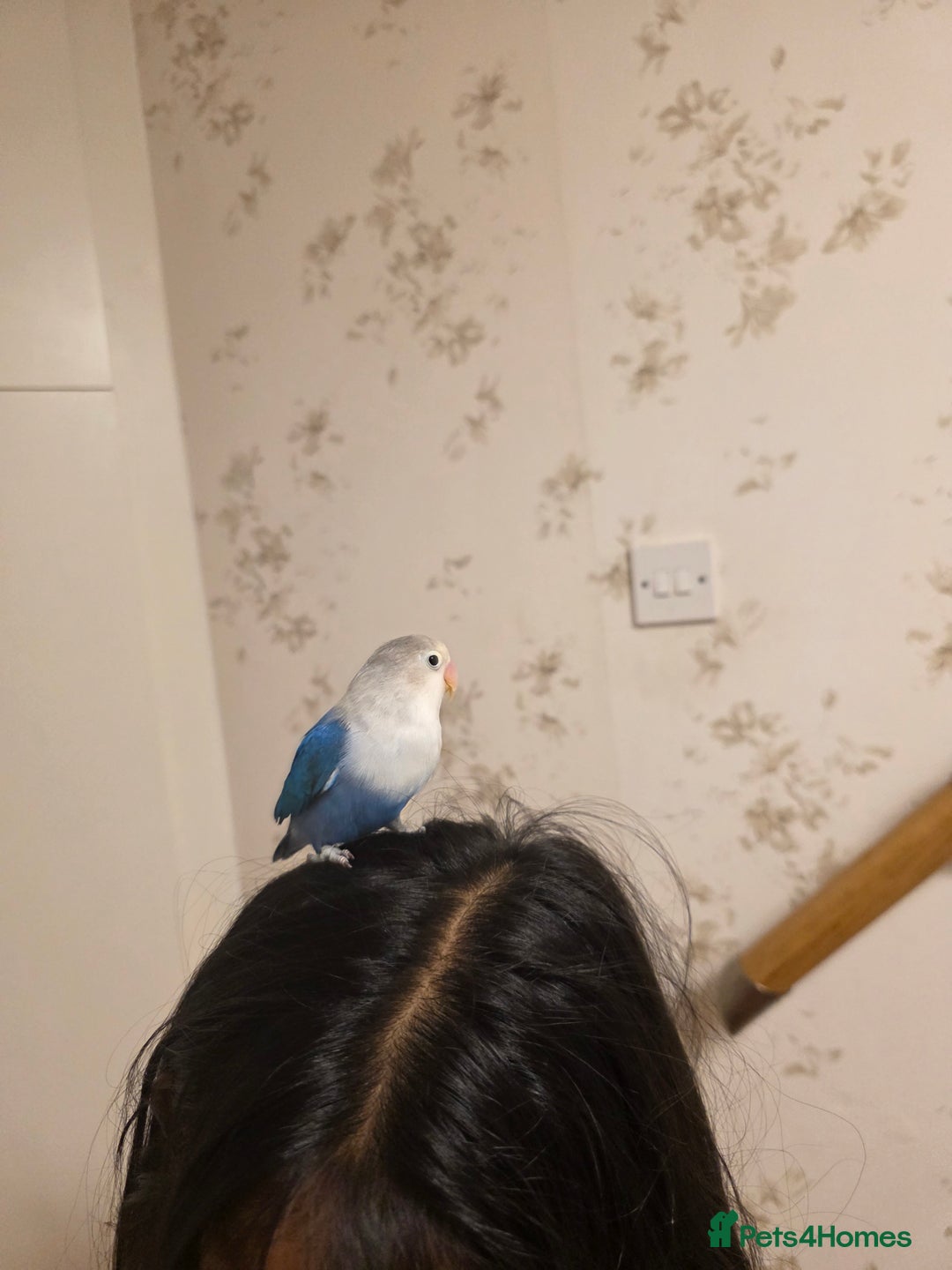 Lovebirds birds for sale: Fischer Love bird to sell  - Advert 11