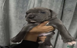 Mixed Breed dogs for sale: Cane Corso x Great Dane pups !! 7 available !! - Image 4