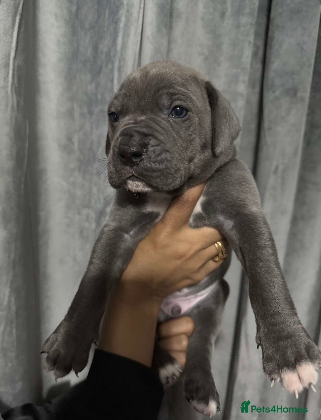 Mixed Breed dogs for sale: Cane Corso x Great Dane pups !! 7 available !! - Image 4